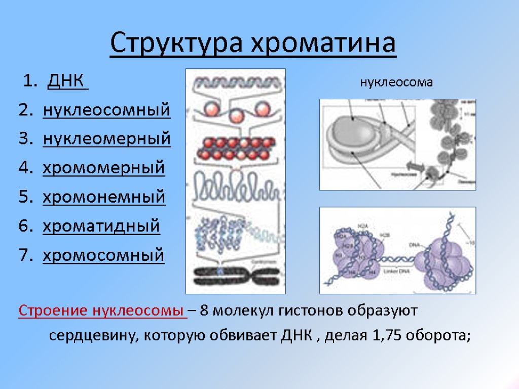 Структура хроматина 1. ДНК нуклеосома 2. нуклеосомный 3. нуклеомерный нуклеосома 4. хромомерный 5. хромонемный